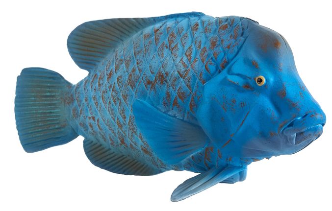 Figurina peste blue groper mojo